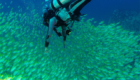 ttd_diving_snorkeling_01